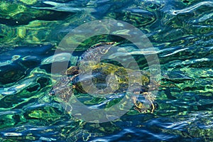 Green sea turtle swimming underwater in cleat ocean.