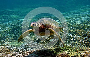 Green Sea Turtle Swimming Underwater in Hawaii