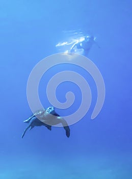 Green Sea Turtle Swimming Underwater Low Angle with Snorkeler at Surface