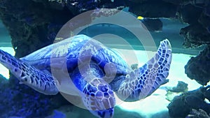 Green sea turtle swimming underwater near coral reef in slow motion. Ocean conservation, endangered species