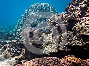 Green Sea Turtle Swims Along Coral in Hawaii Seascape