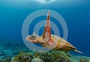 Green sea turtle swims over a coral reef