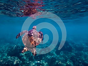 Green Sea Turtle Swims Towards Surface in Underwater Tropical Image