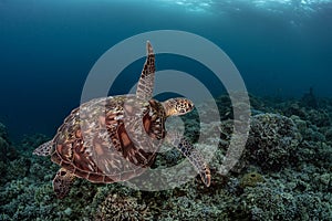 Green sea turtle swims underwater over a coral reef