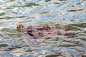 Green Sea Turtle Taking a Swim