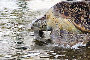Green sea turtle - Tangalle - Sri Lanka