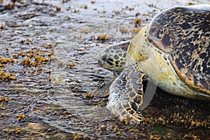 Green sea turtle - Tangalle - Sri Lanka