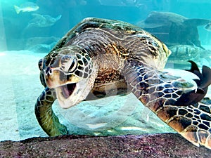 Green sea turtle-Tortue verte @ Noumea Aquarium, New Caledonia photo