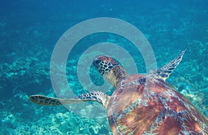 Green sea turtle in tropical seashore underwater. Tropical nature of exotic island.