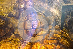 green sea turtle under the window