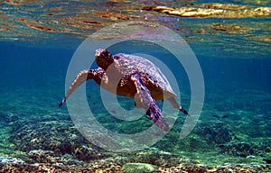 Green Sea Turtle Underwater