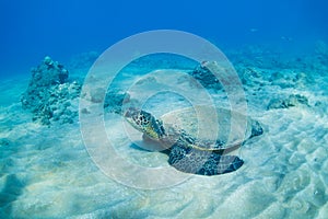 Green sea turtle underwater