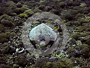 Green sea turtle underwater