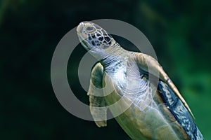 Green Sea Turtle underwater