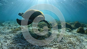 Green sea turtle underwater