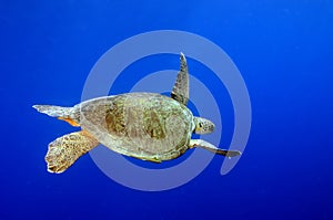 Green Sea Turtle underwater with blue background