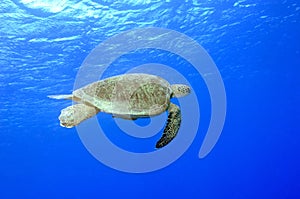 Green Sea Turtle underwater with blue background