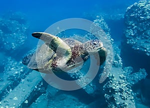 Green Sea Turtle Underwater Close Up Over Reef