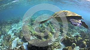 Green sea turtle underwater coming up for air