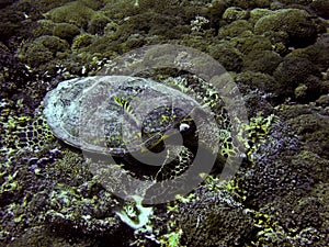 Green sea turtle underwater on Gili Trawangan