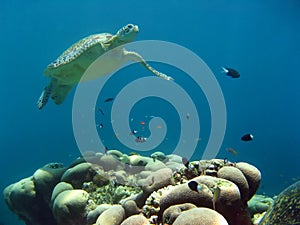 Green sea turtle underwater sipadan borneo