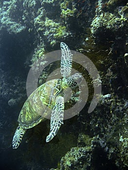 Green sea turtle underwater sipadan coral reef