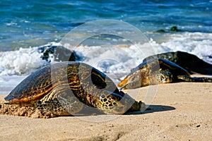 Green Sea Turtles