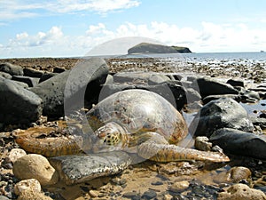 Green sea turtles on the beach