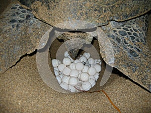 Green sea turtles on the beach female laying the egg