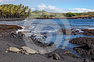 Green Sea Turtles on Black Sand Beach