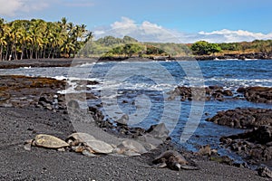 Green Sea Turtles on Black Sand Beach