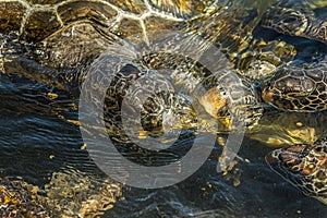 Green sea turtles Chelonia mydas fight over a piece of papaya