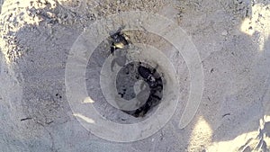 Green sea turtles hatchlings in a nest