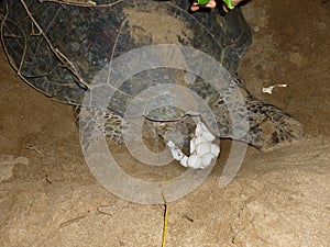 Green sea turtles laying the eggs on the beach