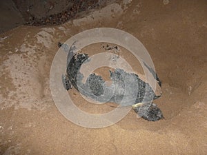 Green sea turtles laying the eggs on the beach, and covering up the nest