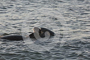 Green Sea turtles mating in the Ningaloo reef