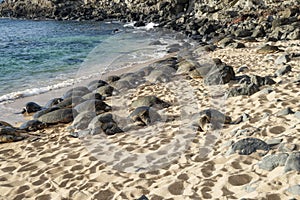 Green Sea Turtles on a Maui Beach