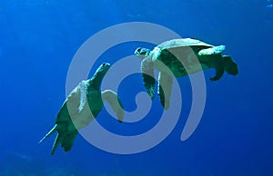 Green Sea Turtles Playing