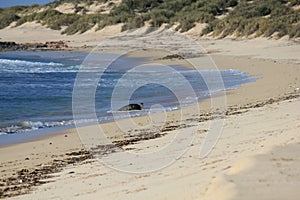 Green Sea turtles resting after mating in the Ningaloo reef