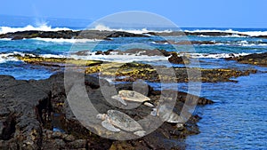 Green sea turtles resting on rocks in Hawaii panoramic wide image