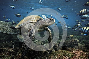 Green sea turtles and sergeant major fish