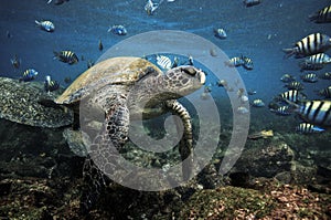 Verde il mare tartarughe un sergente principale 