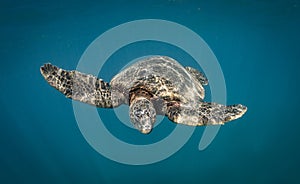 Green Sea Turtles on South Maui, Hawaii