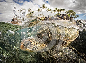 Green Sea Turtles on South Maui, Hawaii