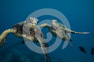 Green Sea Turtles on South Maui, Hawaii