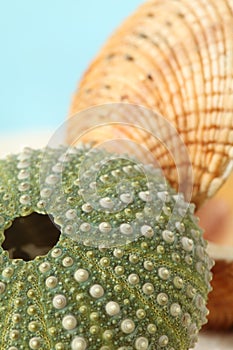 Green sea urchin and shell