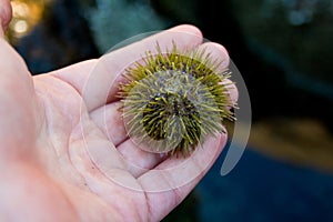 Green Sea Urchin in Person& x27;s Hand photo