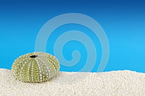 Green sea urchin shell, white sand, blue background