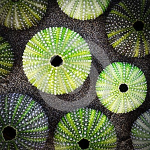 Green sea urchin shells on dark sea sand background, filtered image