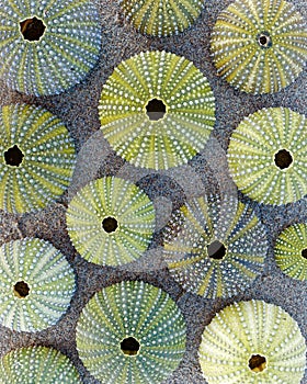 Green sea urchin shells on wet sand summer beach